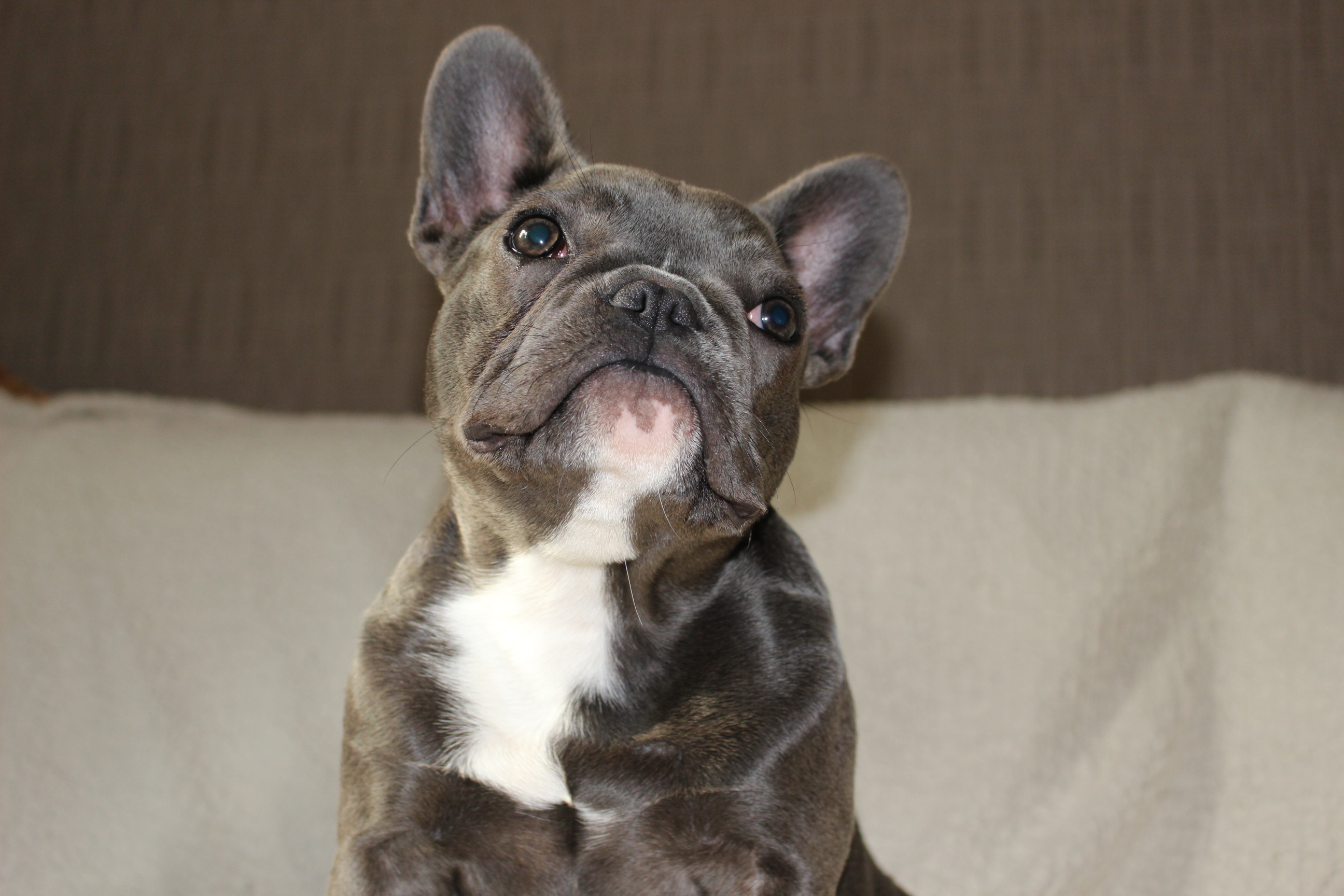 Französische Bulldogge Züchter